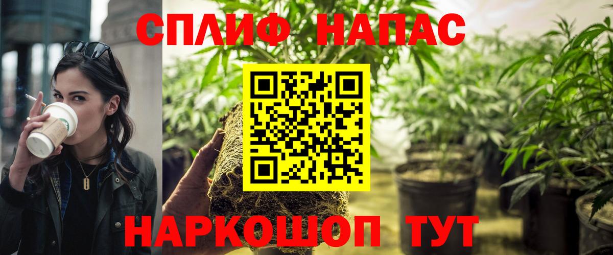 Канабис сатива Коммунар